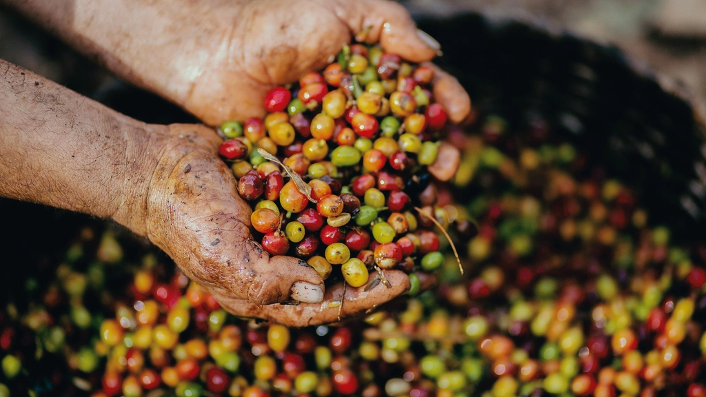 Two hands scoop up a pile of brightly colored grape tomatoes from a big barrel
