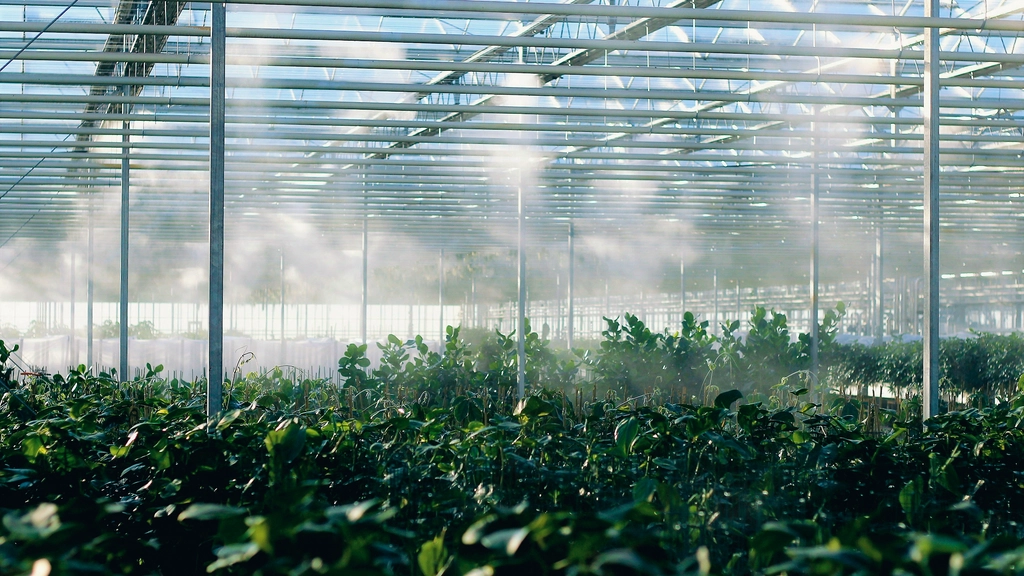 Plants in a greenhouse being misted by a misting machine