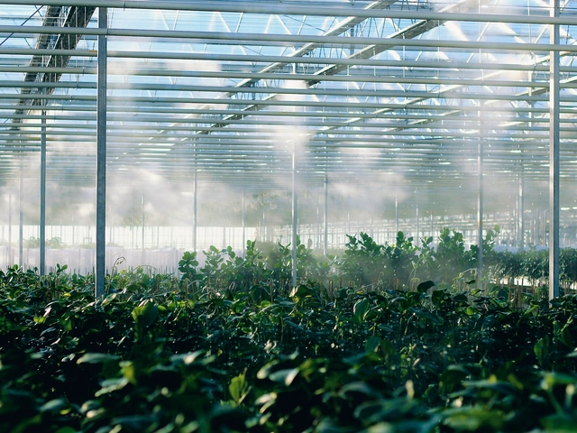 Plants in a greenhouse being misted by a misting machine