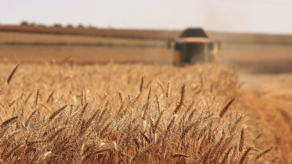 A golden field of wheat with a thresher in the distance