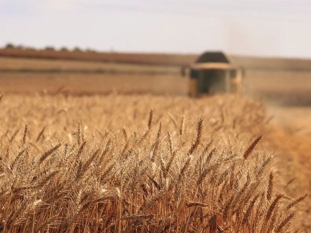 A golden field of wheat with a thresher in the distance