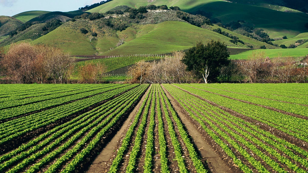 Rows of crops and mountains in the background