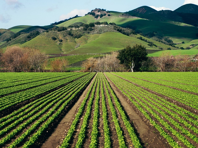 Rows of crops and mountains in the background