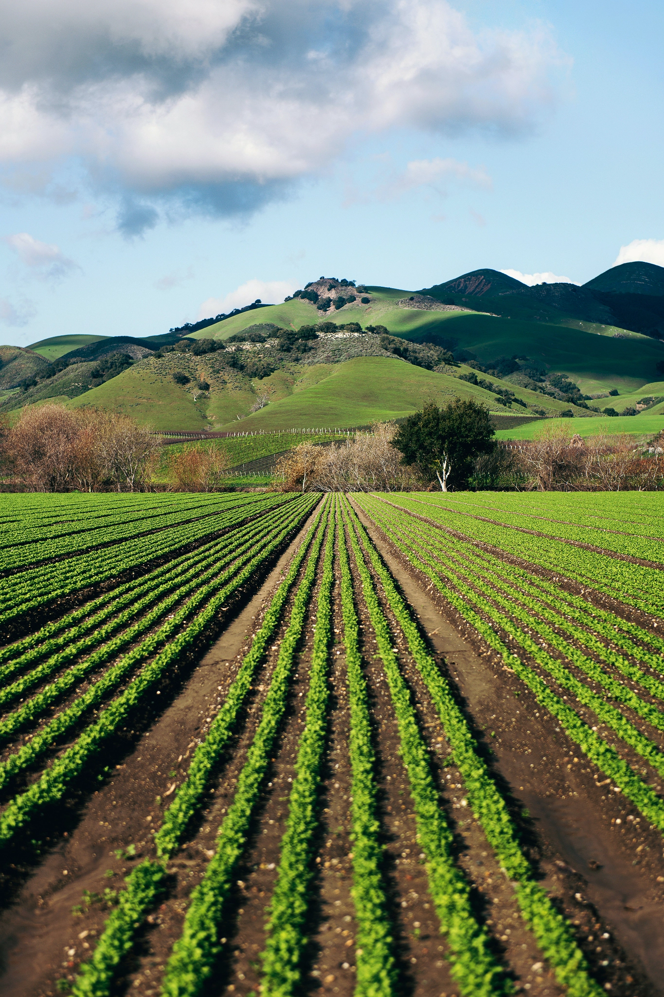 Rows of crops and mountains in the background