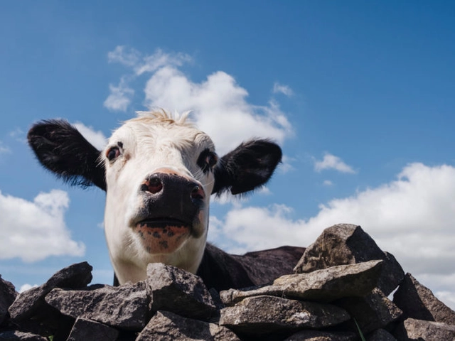 Moo business cards review