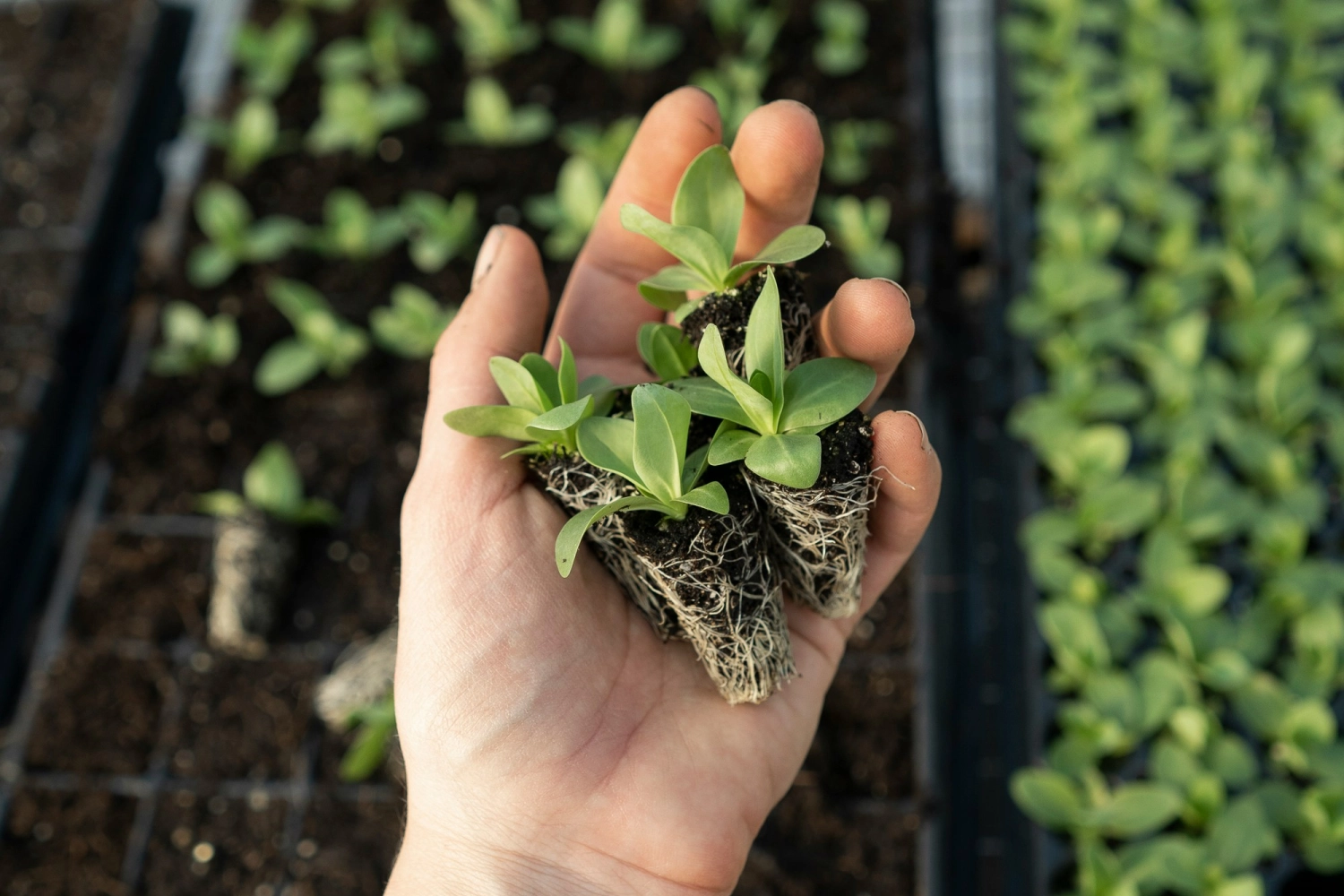 hand holding small sprouts in a garden