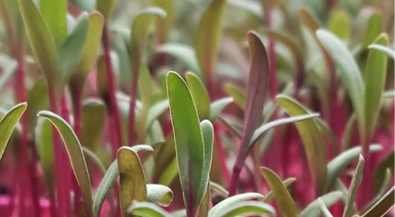 Close-up view of vibrant microgreen plants with green leaves and red stems growing densely.