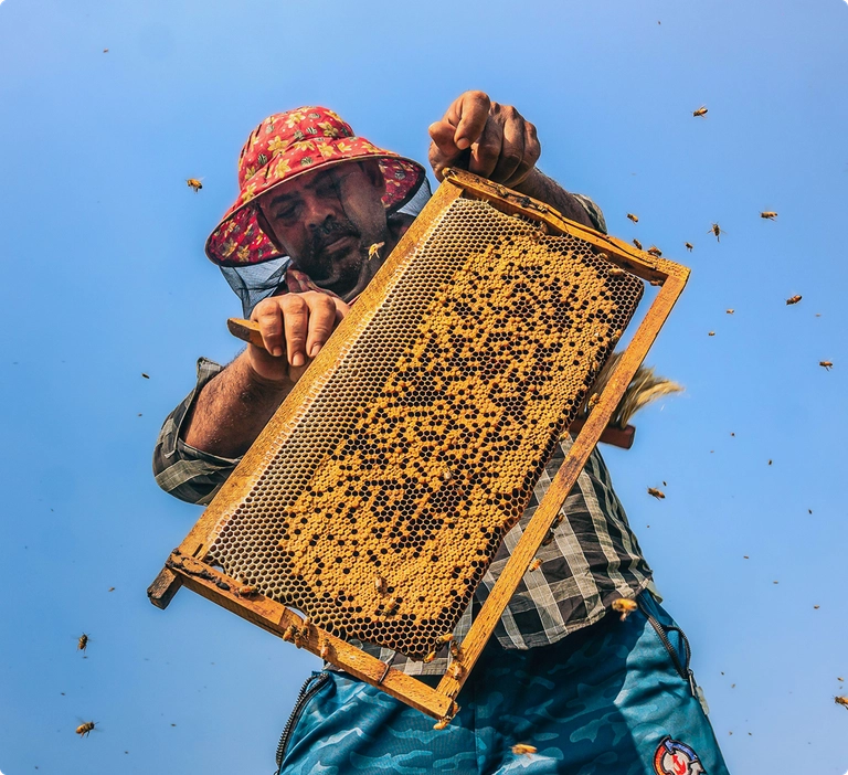 Beekeeper brushing away bees from honeycomb
