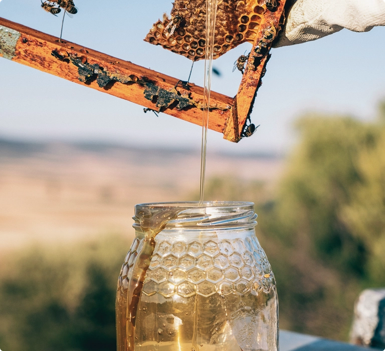 Pouring honey from honeycomb into a jar