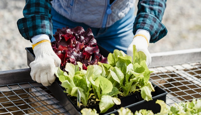 Person wearing gloves arranging trays of green and red lettuce seedlings in a greenhouse